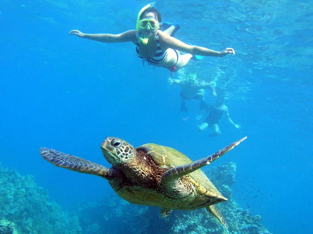 Makena Turtle Town Maui Hawaii