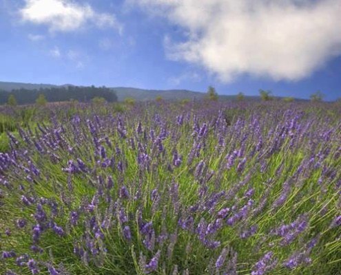 Alii Kula Lavender Maui
