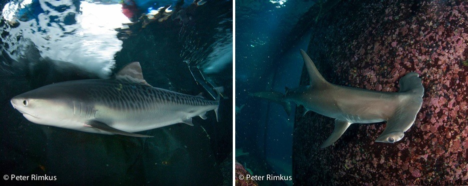 Shark Dive Maui