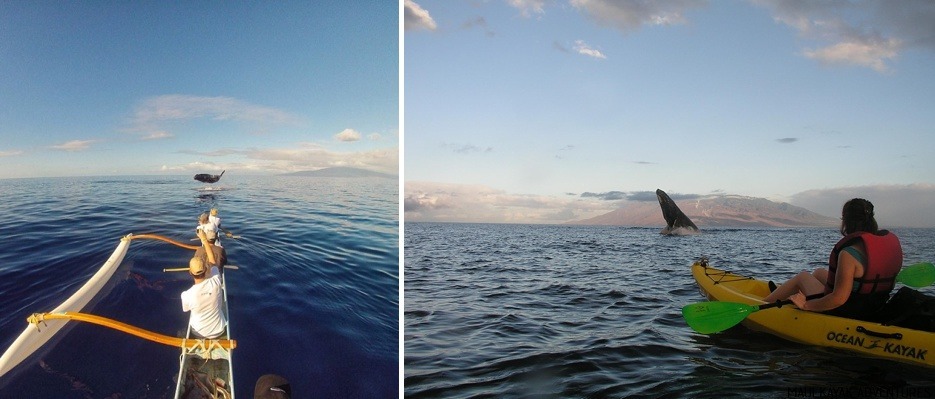 Outrigger Canoe Whale Watching Maui