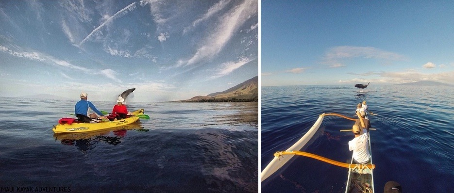 Whale Watching Maui