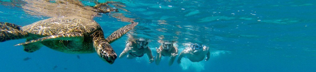 Snorkeling with Turtles in Maui