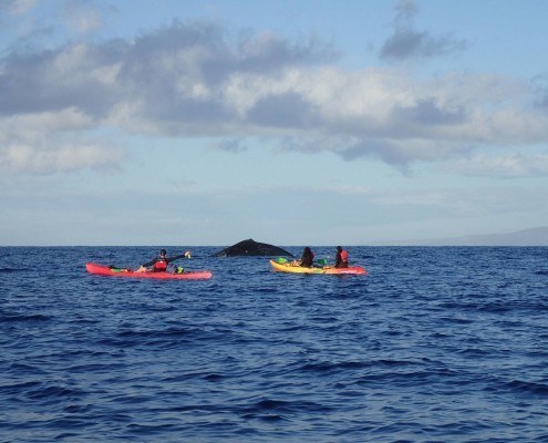 Makena Whale Kayak Tour