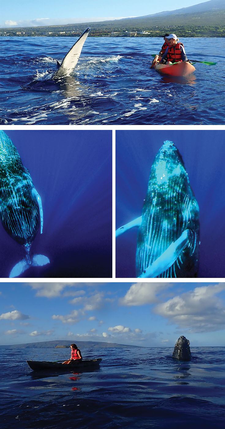 The most unforgettable Maui whale watch