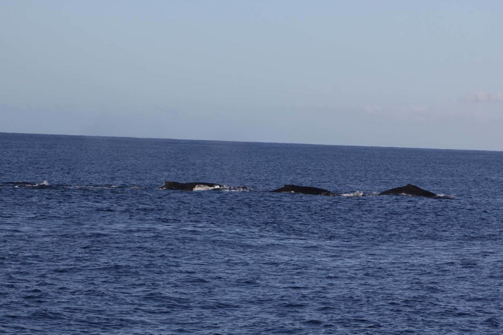 Maui Whale Watching In January