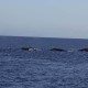 Maui Whale Watching In January