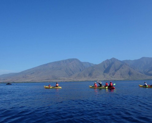 Olowalu Kayak Whale Group