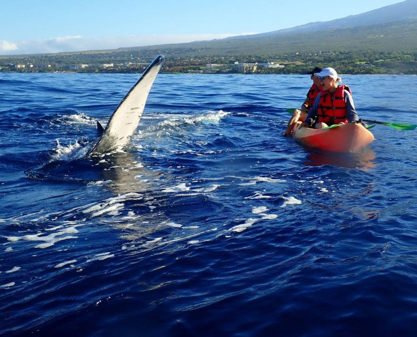 Humpback Whale Maui Pec Slap