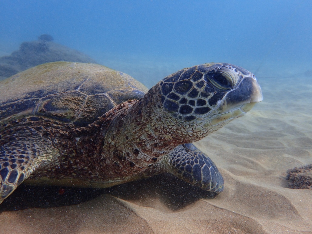 sea turtles on Maui Facts