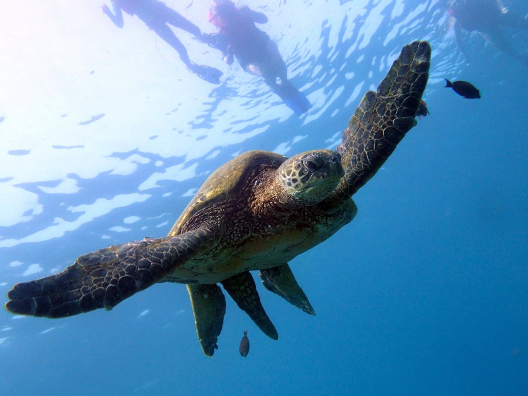 Green Hawaiian Sea Turtle