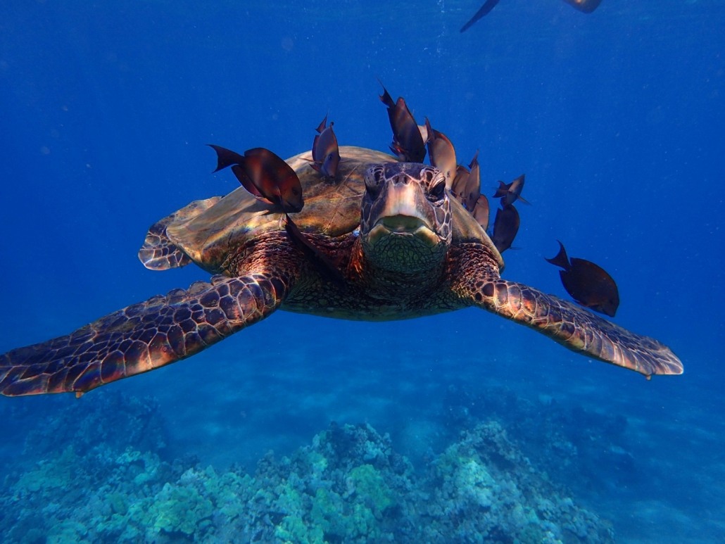 Sea turtle in Maui