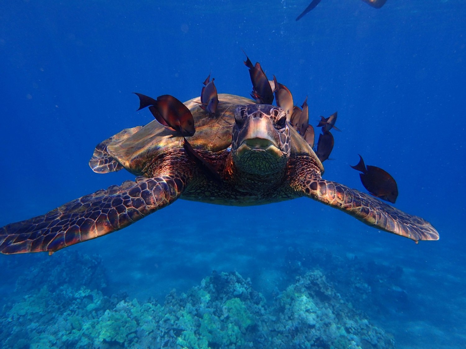 A green sea turtle swimming