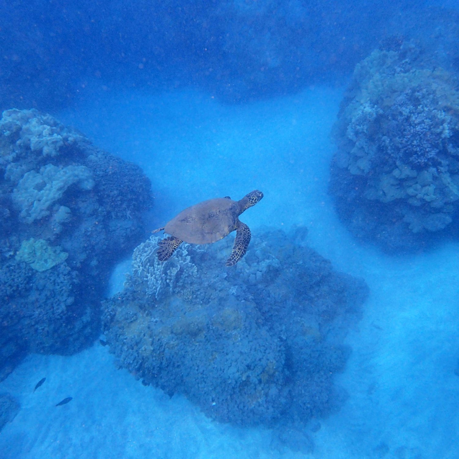 sea turtles on Maui Facts