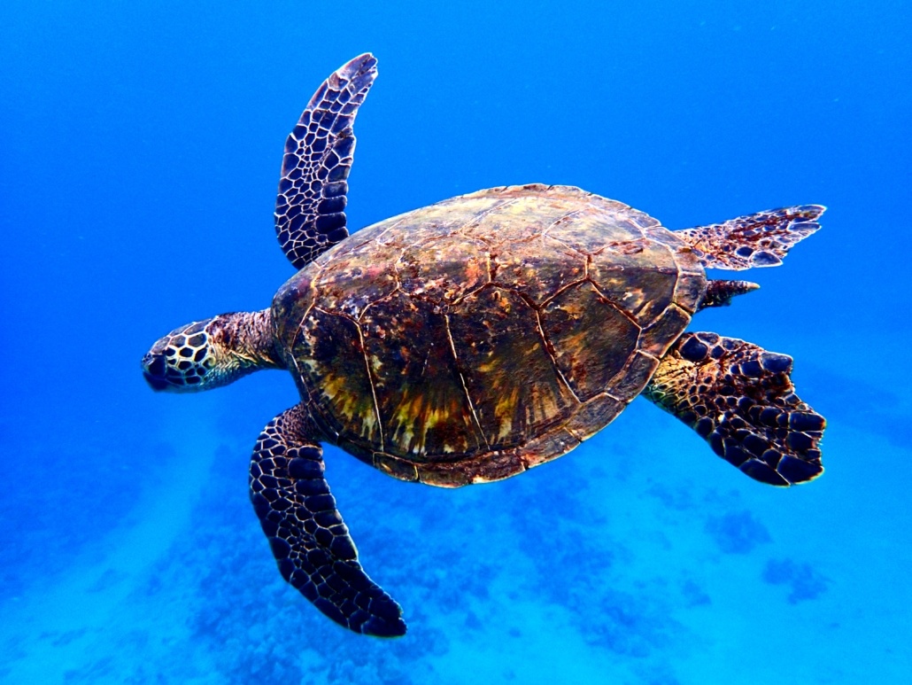 Hawaiian sea turtle swimming