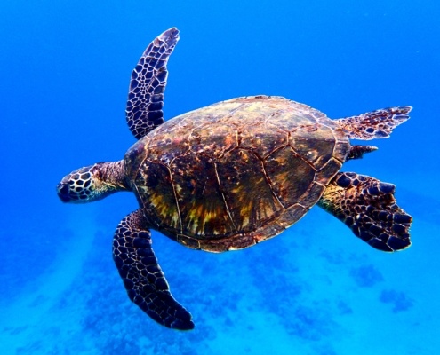 Hawaiian sea turtle swimming