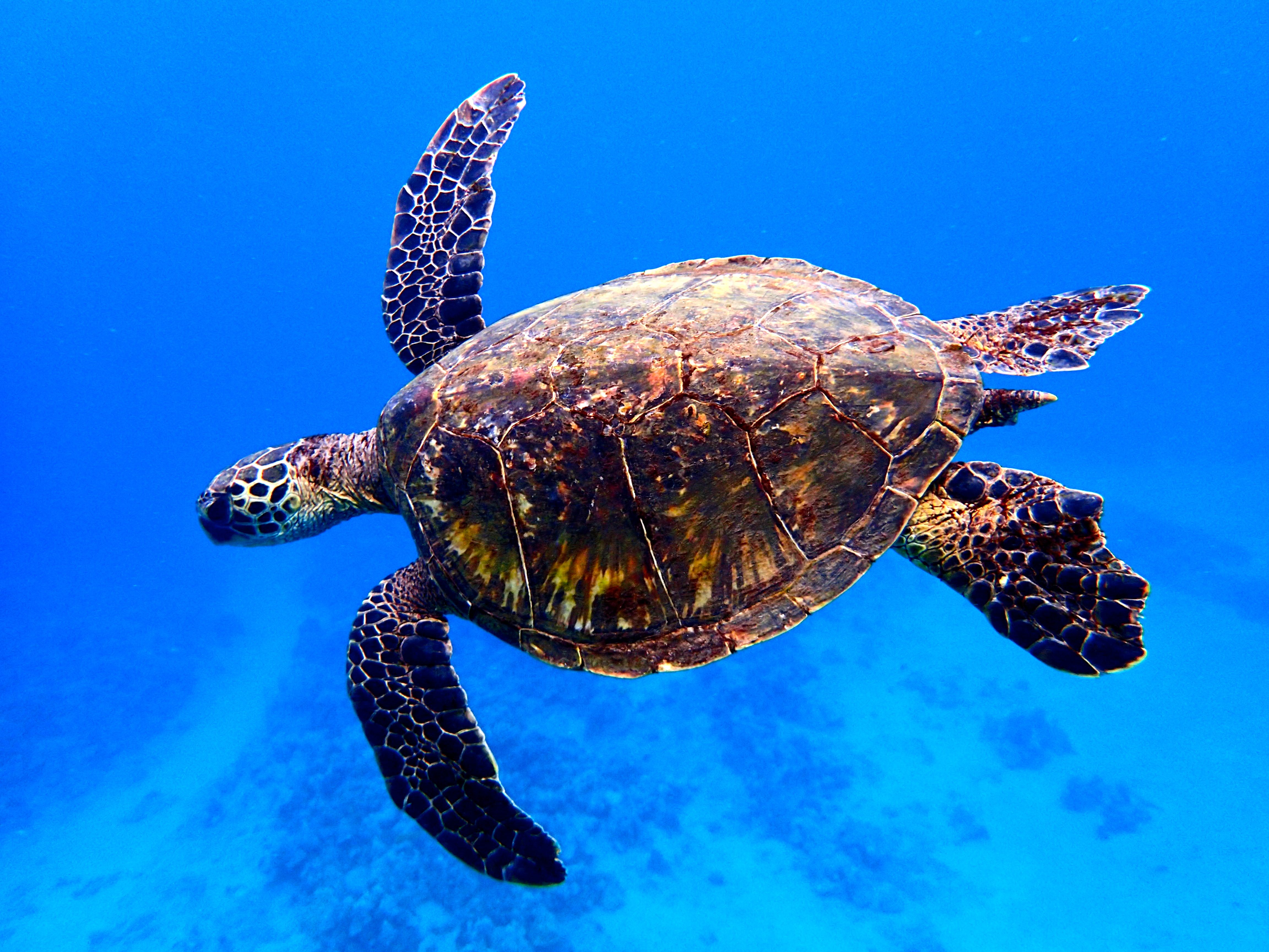 What To Do If You Hook A Sea Turtle Turtles On Maui Facts - Globe ...