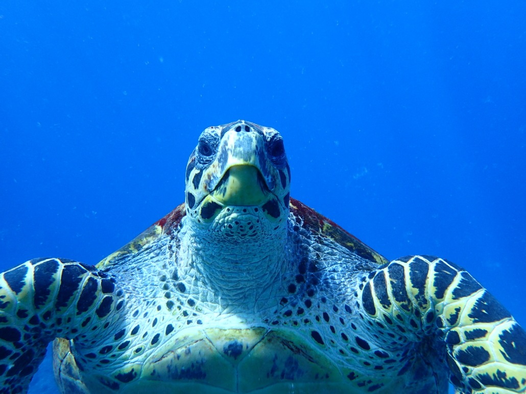 sea turtles on Maui Facts