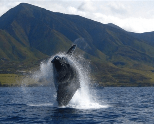 Humpback Whale Maui Breach