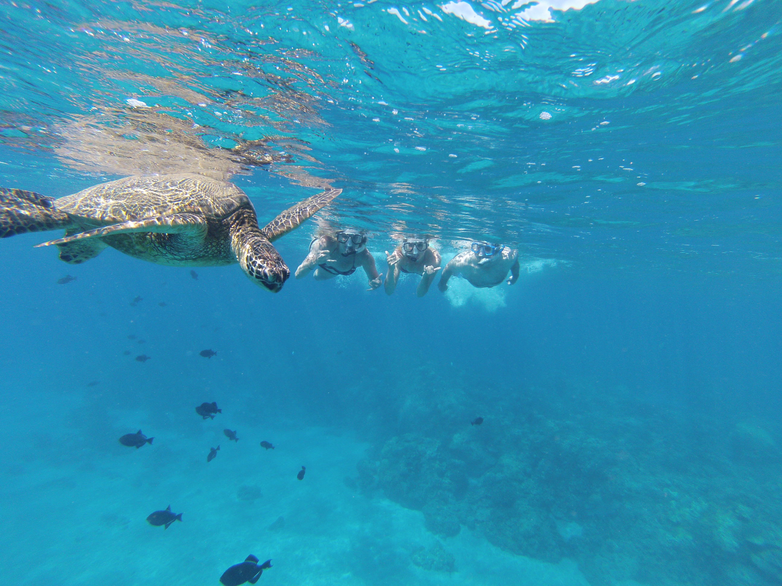 Maui Kayak Tours to Snorkel Molokini Crater | Maui Kayak Snorkeling