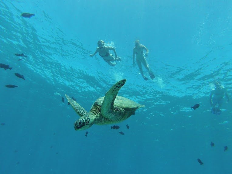 Turtle Town Snorkelers