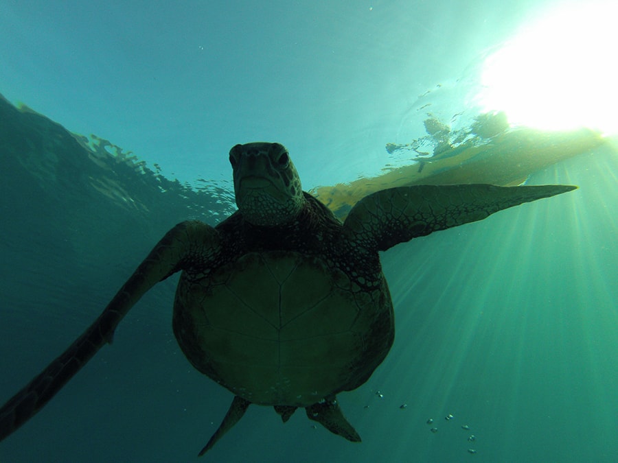 turtle snorkel reef
