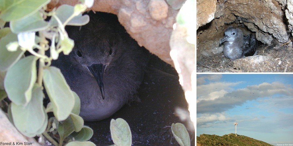 molokini bird sanctuary