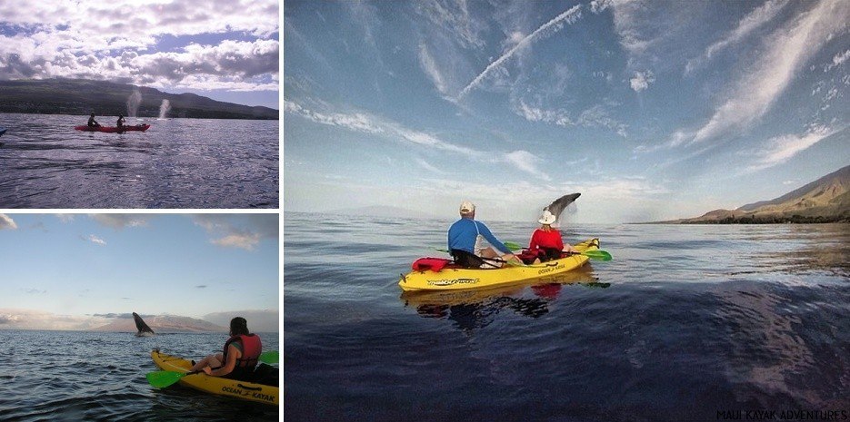 humpback whale watching 