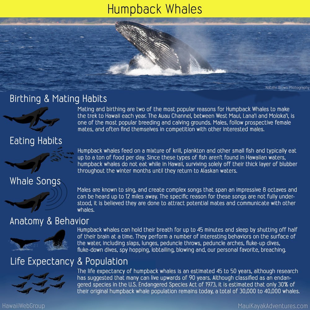 Humpback Whales In Hawaii Maui Kayak Adventures