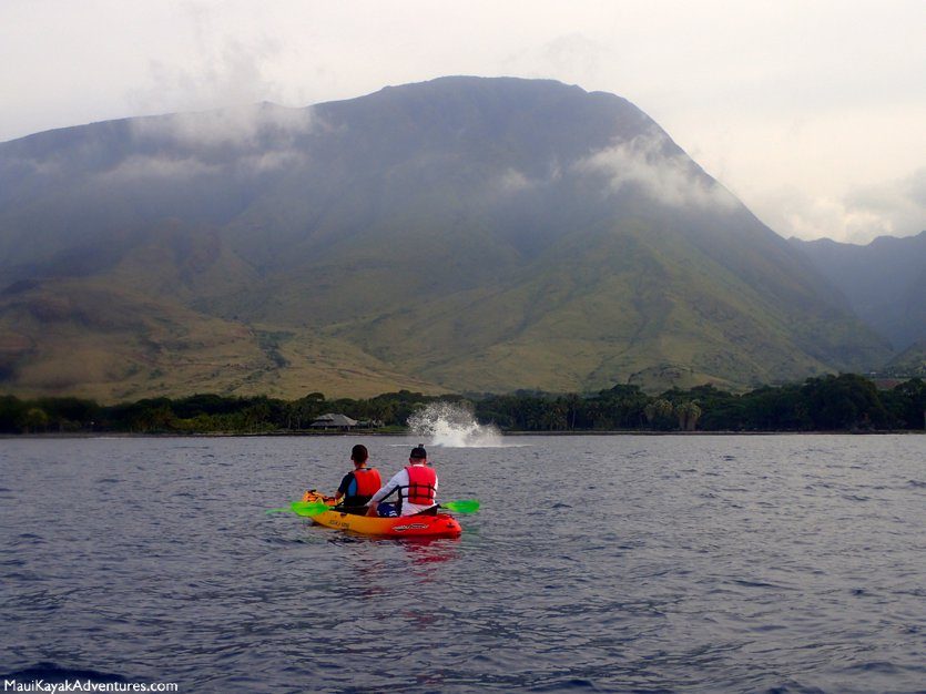 Kayak Whale Watch