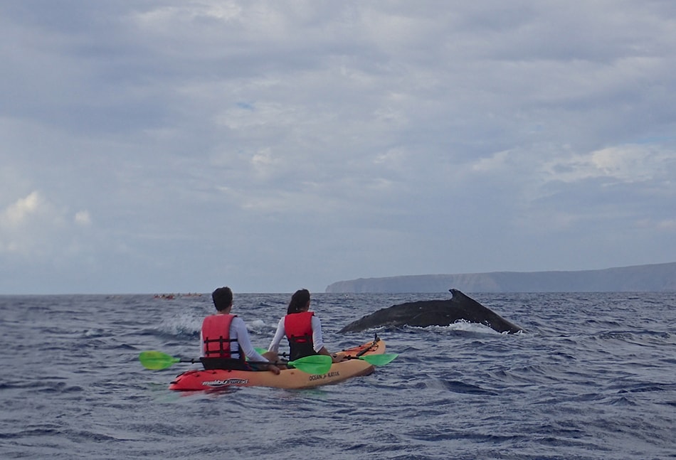 maui kayak whale tour