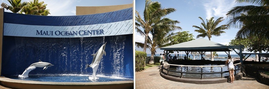 harbor plaza whale watching maui