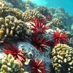 Maui Hawaii Coral Reef