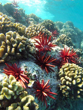 Maui Hawaii Coral Reef
