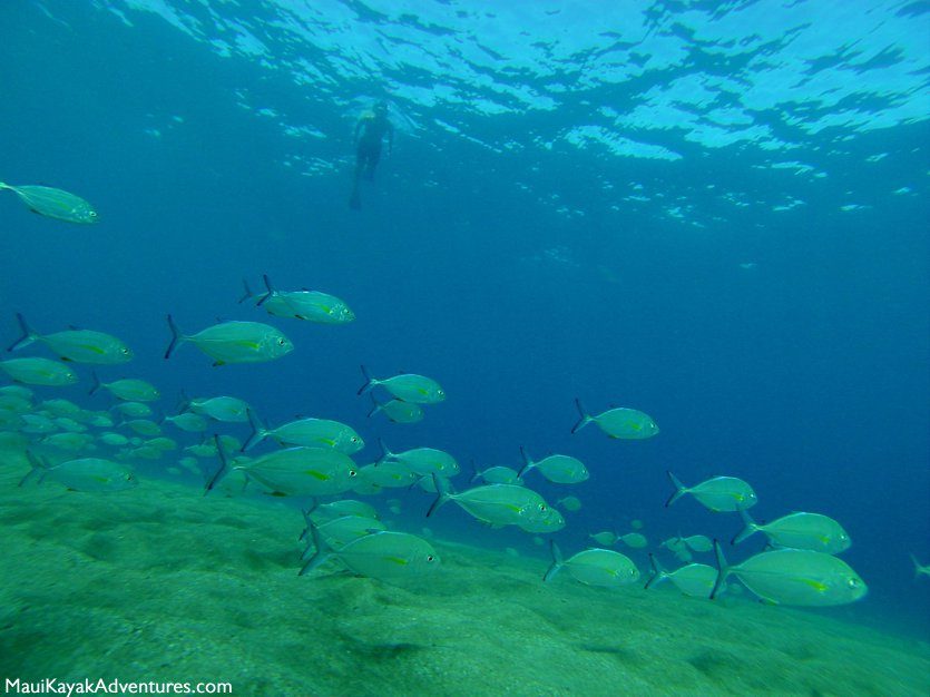 Maui Snorkeling spots