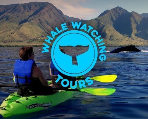 Maui Whale Watching