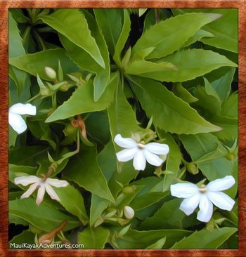 naupaka flower