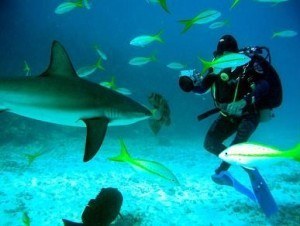 shark dive maui e