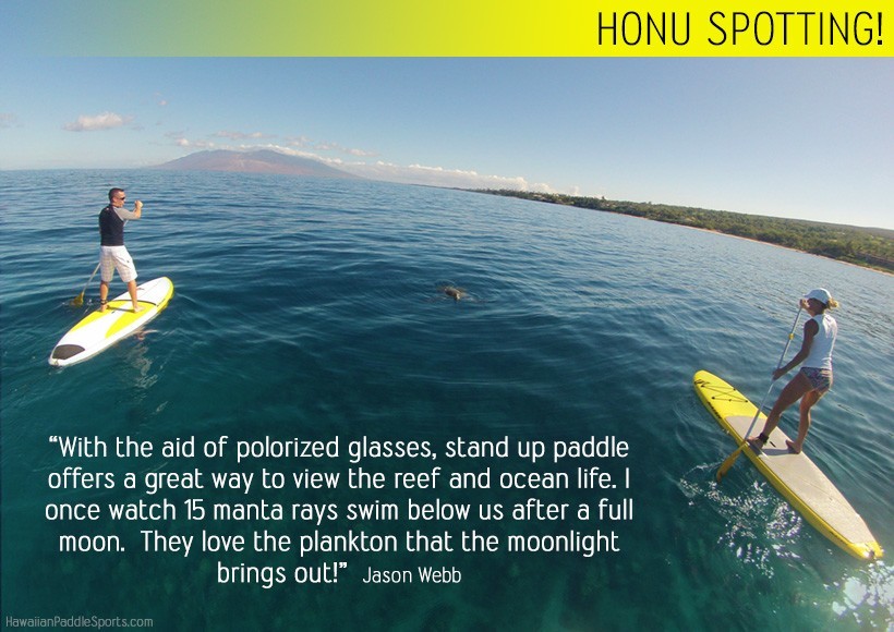 stand up honu watching