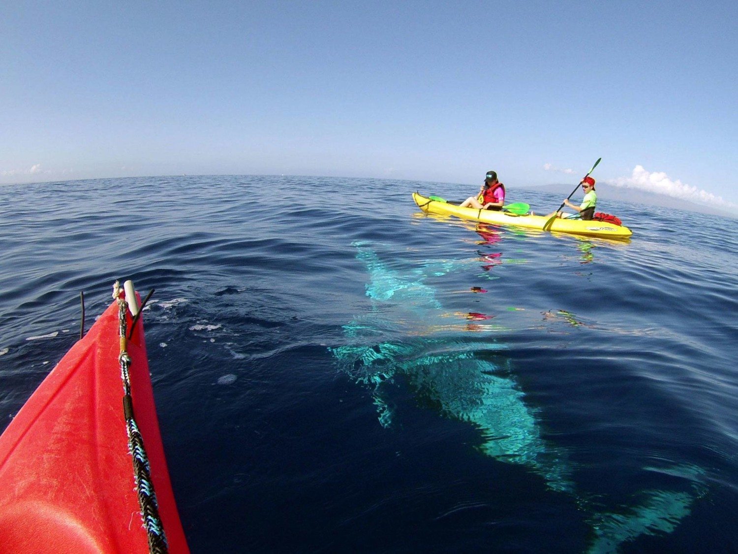 Whale Under Kayak