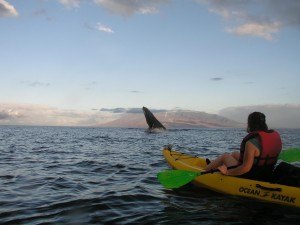 Humpback whales in Maui